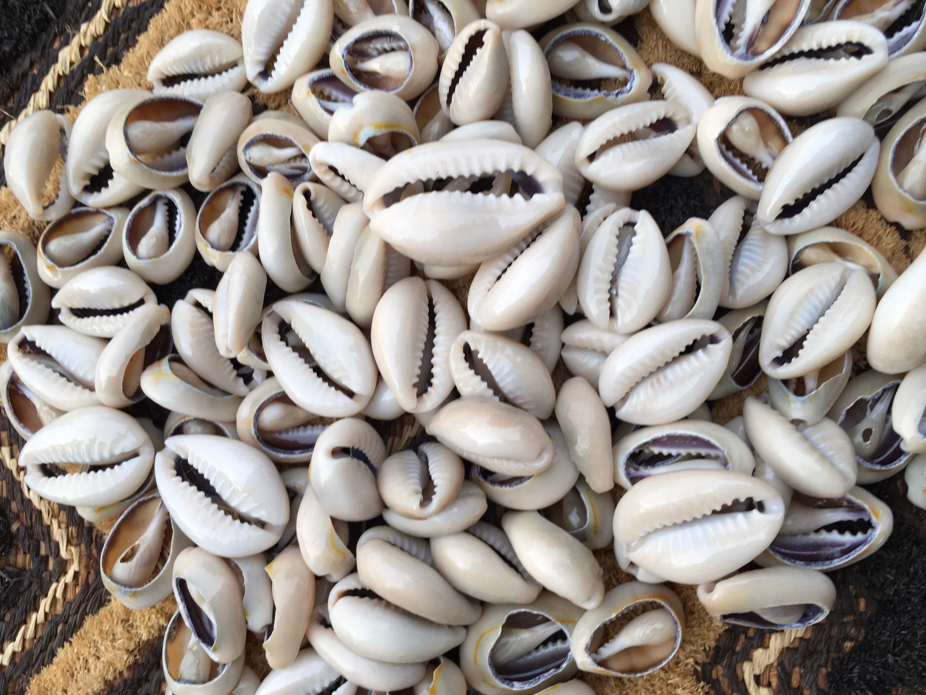 cowrie shell headpiece