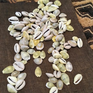 Cowrie Shells Backs On (25)