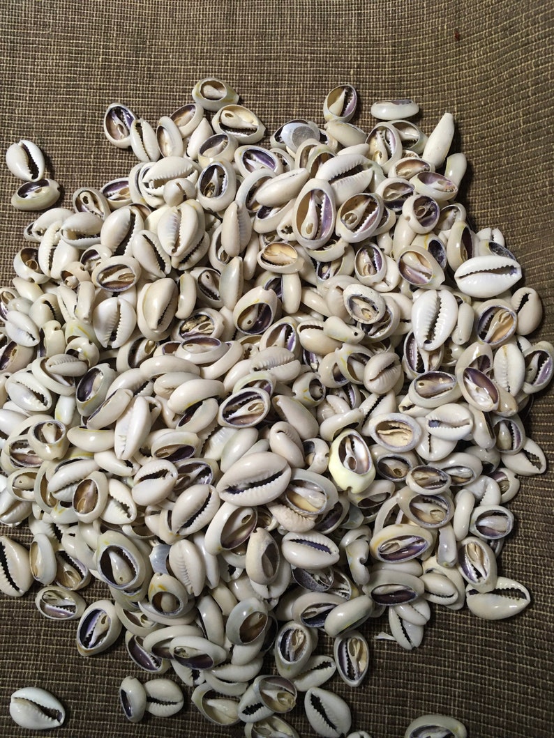 Cowrie Shells Backs off (25) - Etsy
