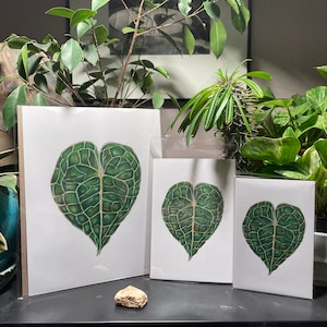 Anthurium Clarinervium Wall Art Plant Print; Plant Leaf; Boho Home Decor; Plant Parent Gifts,Pothos,Botanicals