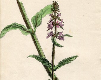 Antique Botanical Print of Marsh Woundwort by Charlotte Gower 1863   Victorian flower print Stachys palustris   Vintage botanical print   3