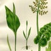 see more listings in the Botanical Prints section