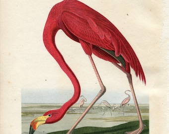 Birds of America Flamingo print Audubon 1949   Vintage Audubon print   Vintage ornithological Illustration   Vintage Bird Illustration   16