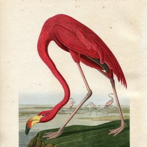 Birds of America Flamingo print Audubon 1949   Vintage Audubon print   Vintage ornithological Illustration   Vintage Bird Illustration   16