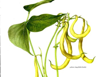 French Beans 1975 Vintage Botanical Print by Marilena Pistoia - Original Detailed Illustration of Fruit and Vegetables - 12/33