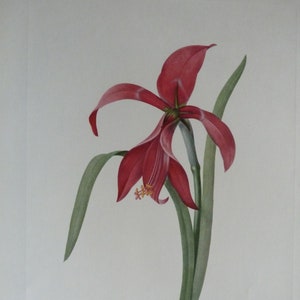 Redoute   Original Vintage Botanical Lithograph   Botanical Art   Flower Print   1955   Amaryllis formosissima   Amaryllis