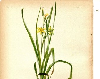 Rare Antique Botanical Print of Hypoxis by Thomas Meehan 1880   Vintage Botanical Illustration   Wild Flower Print   Hypoxis erecta