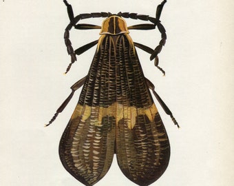 Vintage Insect Print, Beetle Print, Vladimir Bohac, Bug Print, Entomology Print, Bohac Print, Frameable Art, Calopteron brasiliense - 57