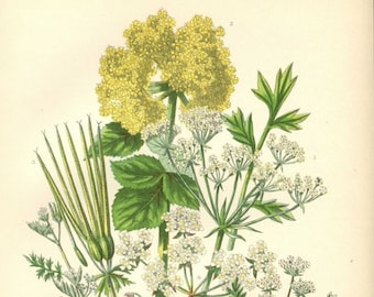 Antique Botanical Print by Anne Pratt from 1905  - Chromolithograph - Vintage Botanical Print - Wild Flower Print - Parsley - 96