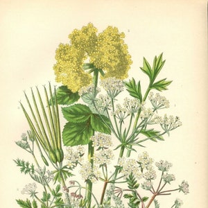 Antique Botanical Print by Anne Pratt from 1905    Chromolithograph   Vintage Botanical Print   Wild Flower Print   Parsley   96
