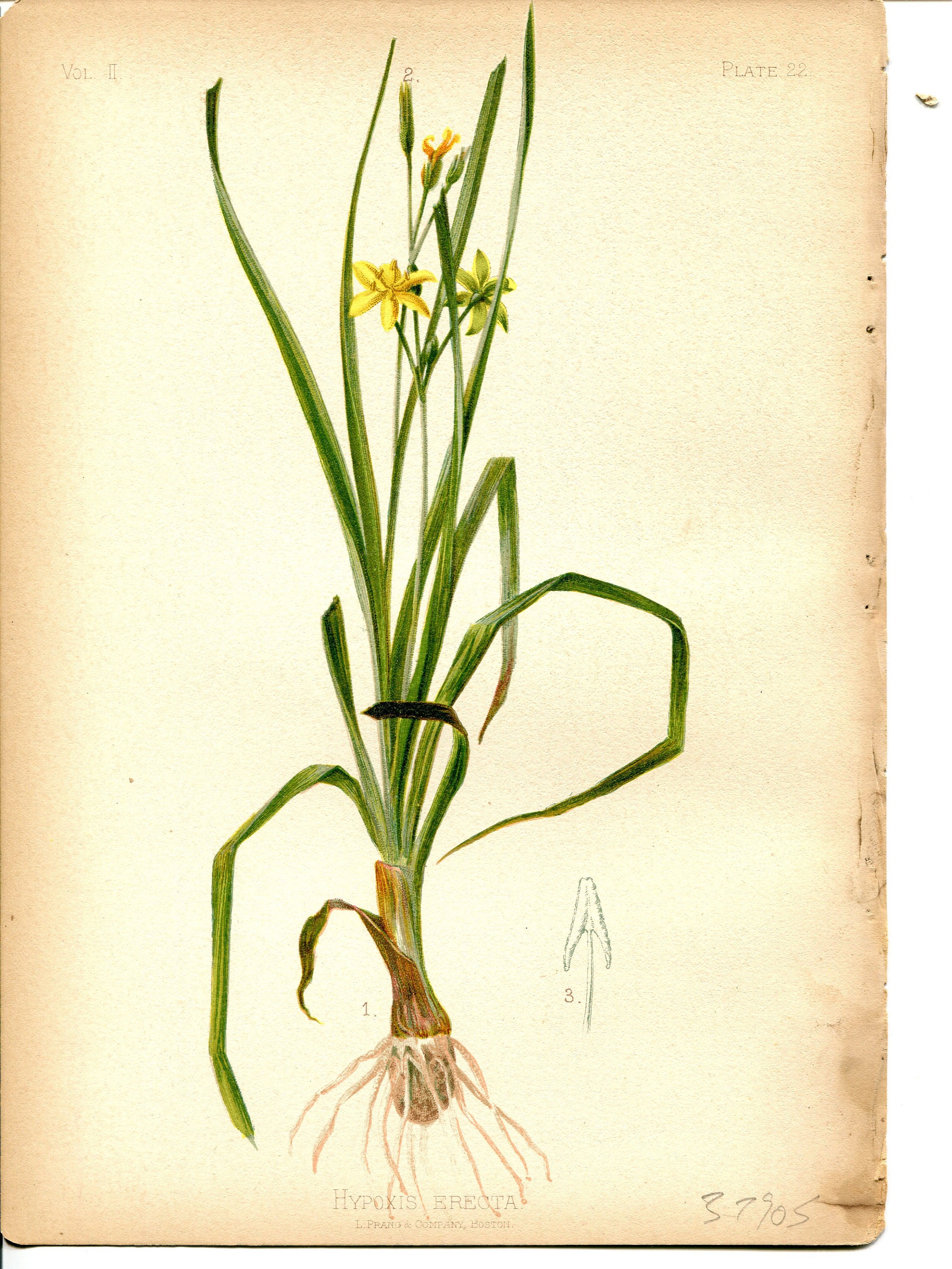 Rare Antique Botanical Print of Hypoxis by Thomas Meehan 1880   Vintage Botanical Illustration   Wild Flower Print   Hypoxis erecta