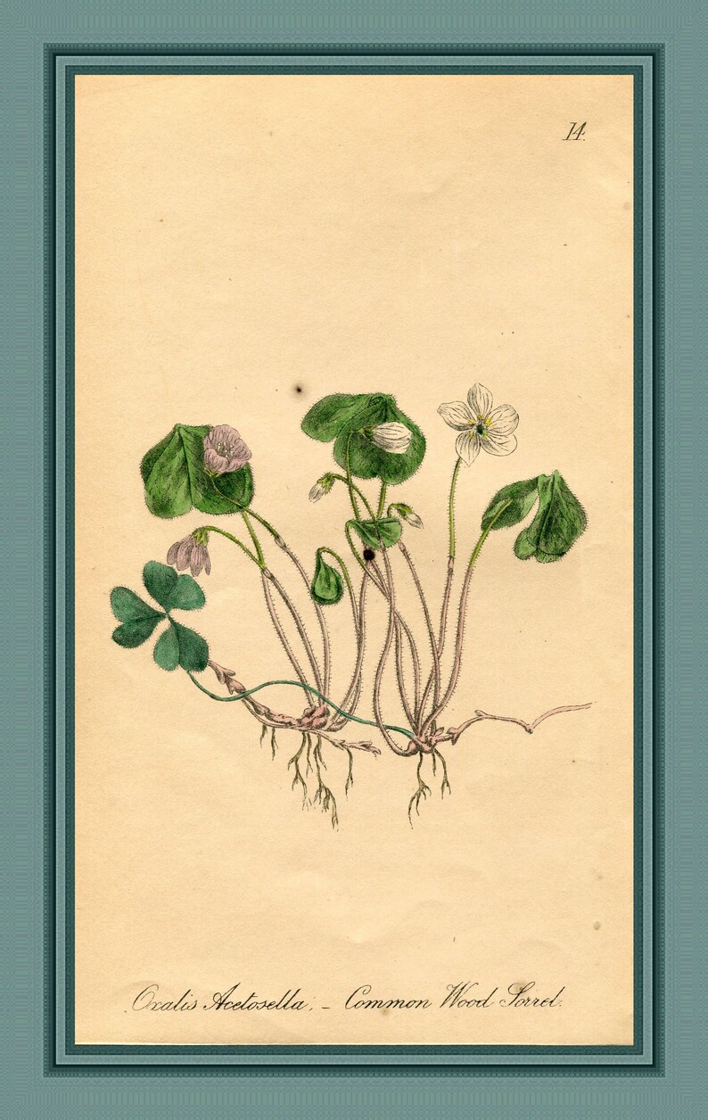 Antique Botanical Print of Wood Sorrel by Charlotte Gower 1863 Victorian flower print Oxalis acetosella Vintage botanical print 14 image 3