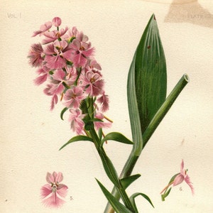 Seltener antiker botanischer Druck von Platanthera von Thomas Meehan 1880 Vintage botanische Illustration Orchideendruck Antike 23