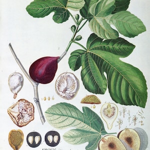1977 Vintage Flower Print   Ehret   Vintage Botanical Print   Ficus   Ficus carica   50