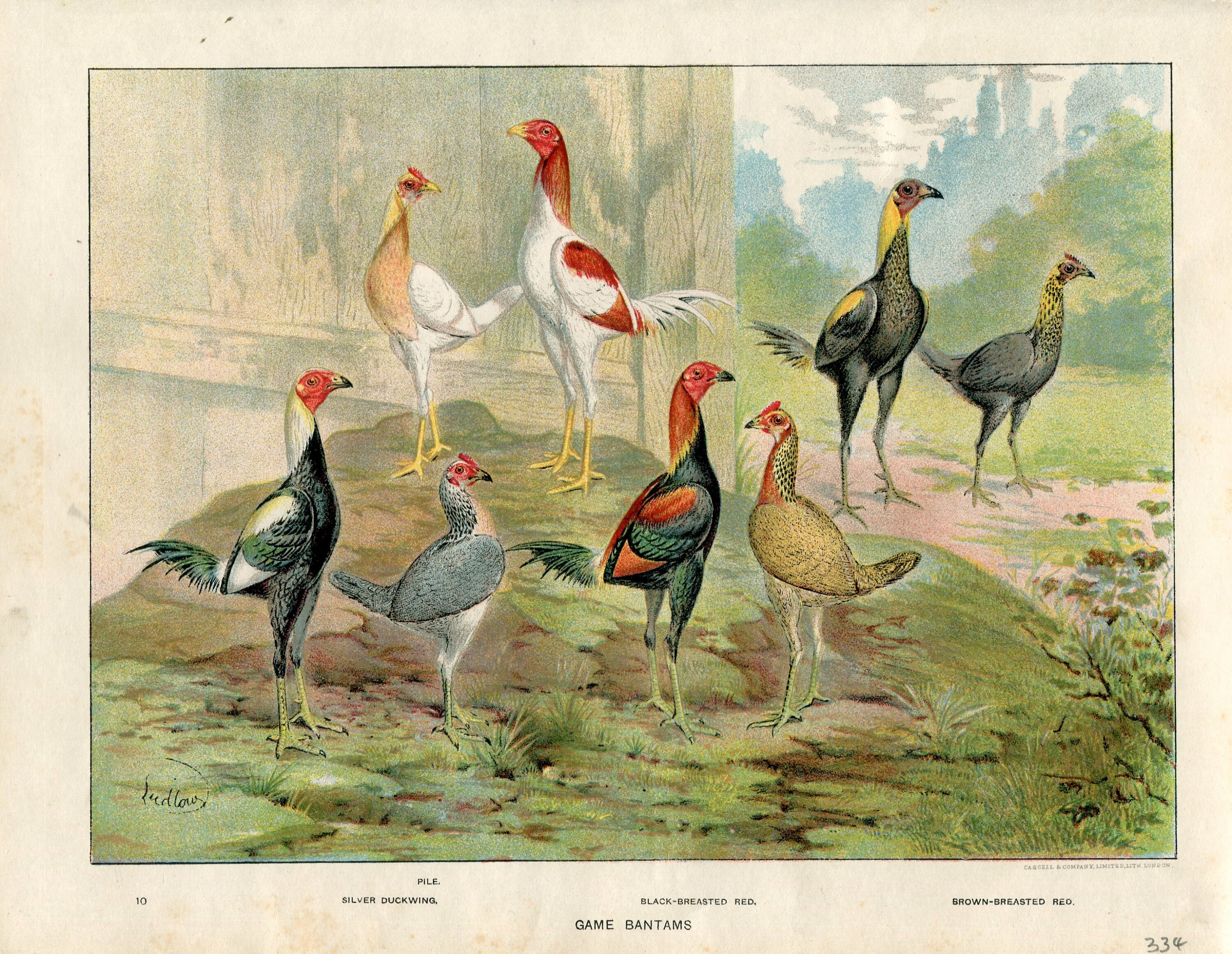 Ludlow Antique Print of Game Bantams Dated 1880 Original - Etsy Hong Kong