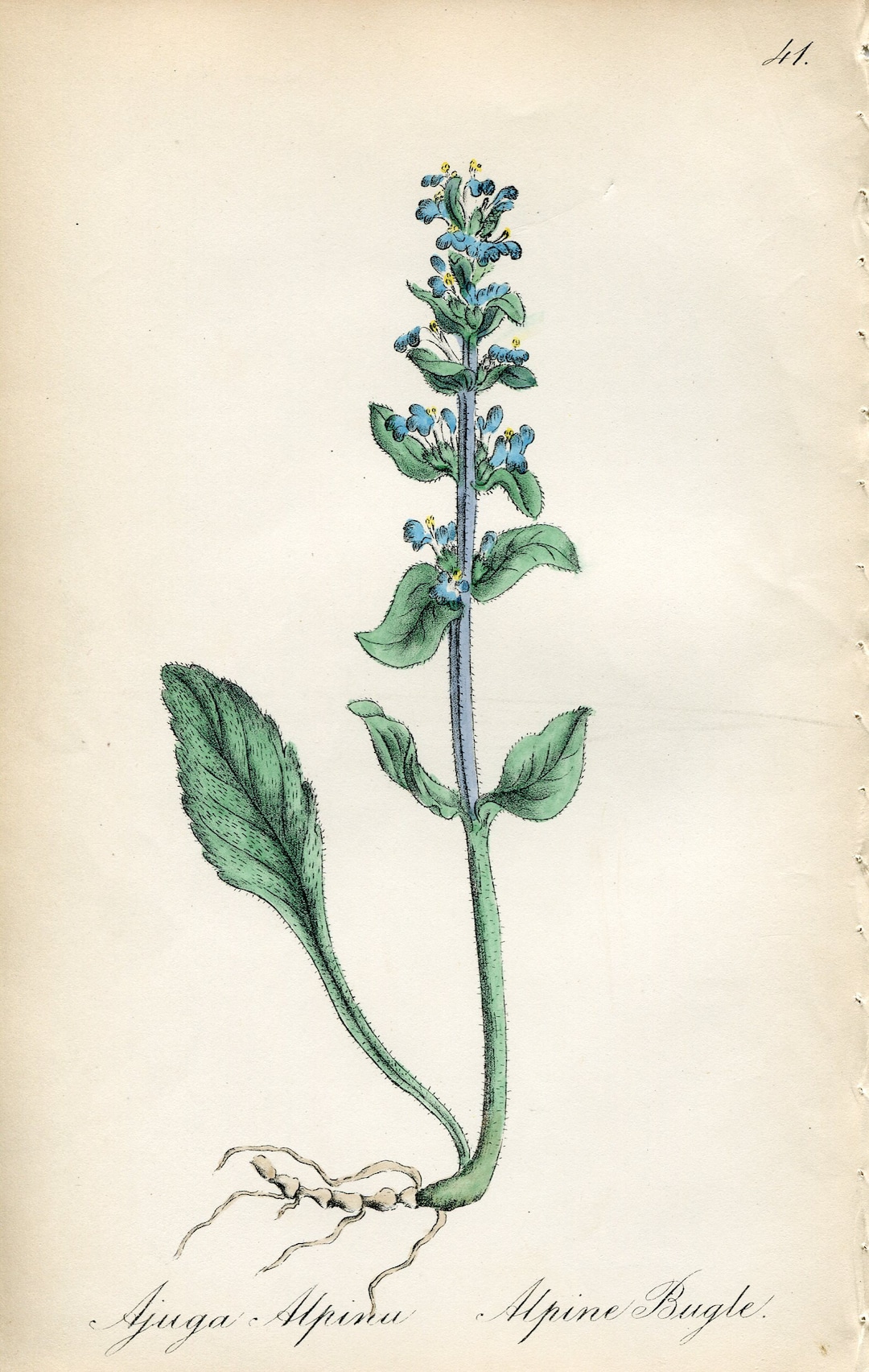 Antique Botanical Print of Alpine Bugle by Charlotte Gower - Etsy