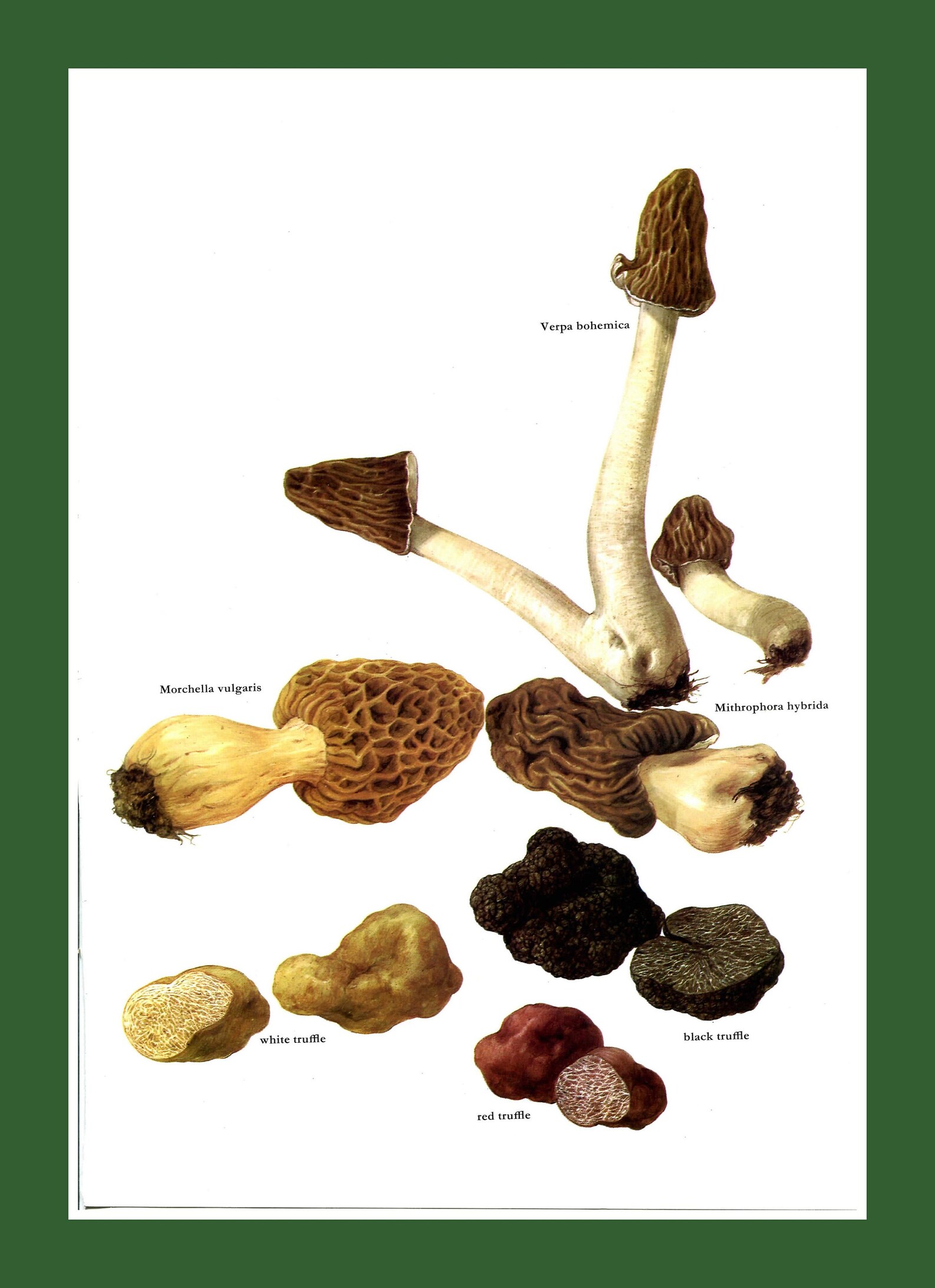 Morel Truffle 1975 Vintage Botanical Print by Marilena Pistoia Etsy