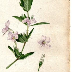 Rare Antique Botanical Print of Ruellia by Thomas Meehan 1880   Vintage Botanical Illustration   Wild Flower Print   Ruellia ciliosa