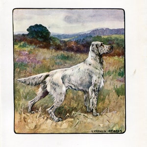 English Setter by Vernon Stokes Original Vintage Dog Print from 1906 Signed 1st Edition - Sporting Dog Print - Working Dog Print - 6