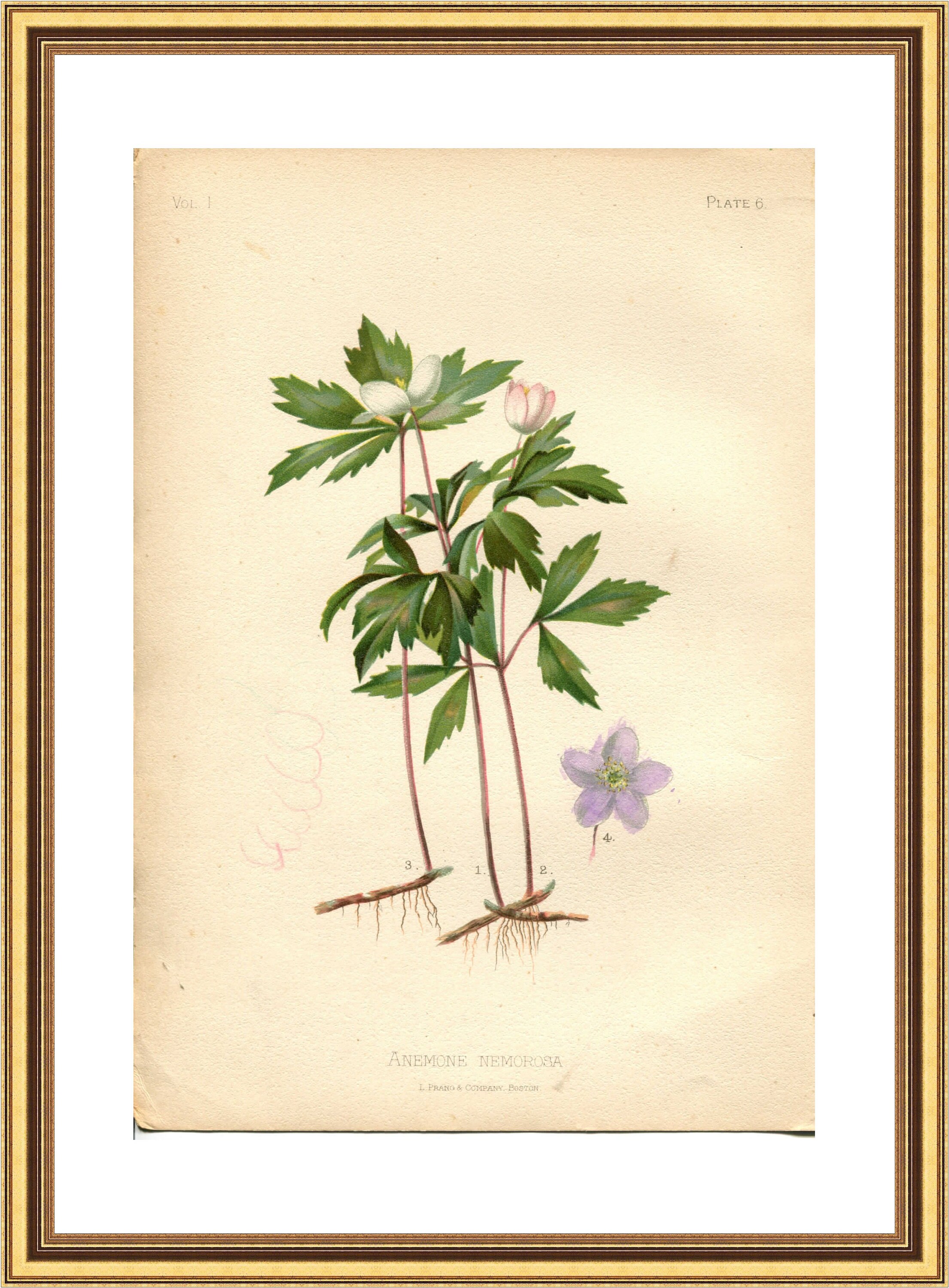 Anemone from Chigusa Soun Flowers of Japan Woodblock Prints 1900