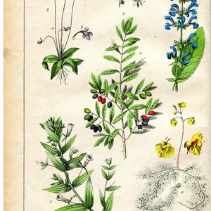 von Schubert print   Original Vintage Botanical Lithograph   Botanical Art   Botanical Print   1876    Antique Botanical Print   2