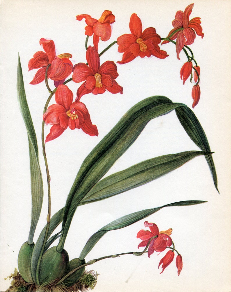 Cochlioda Vintage Orchid Print by Kaplicka dated 1970 Vintage Orchid Illustration Vintage Botanical Illustration 62 image 1