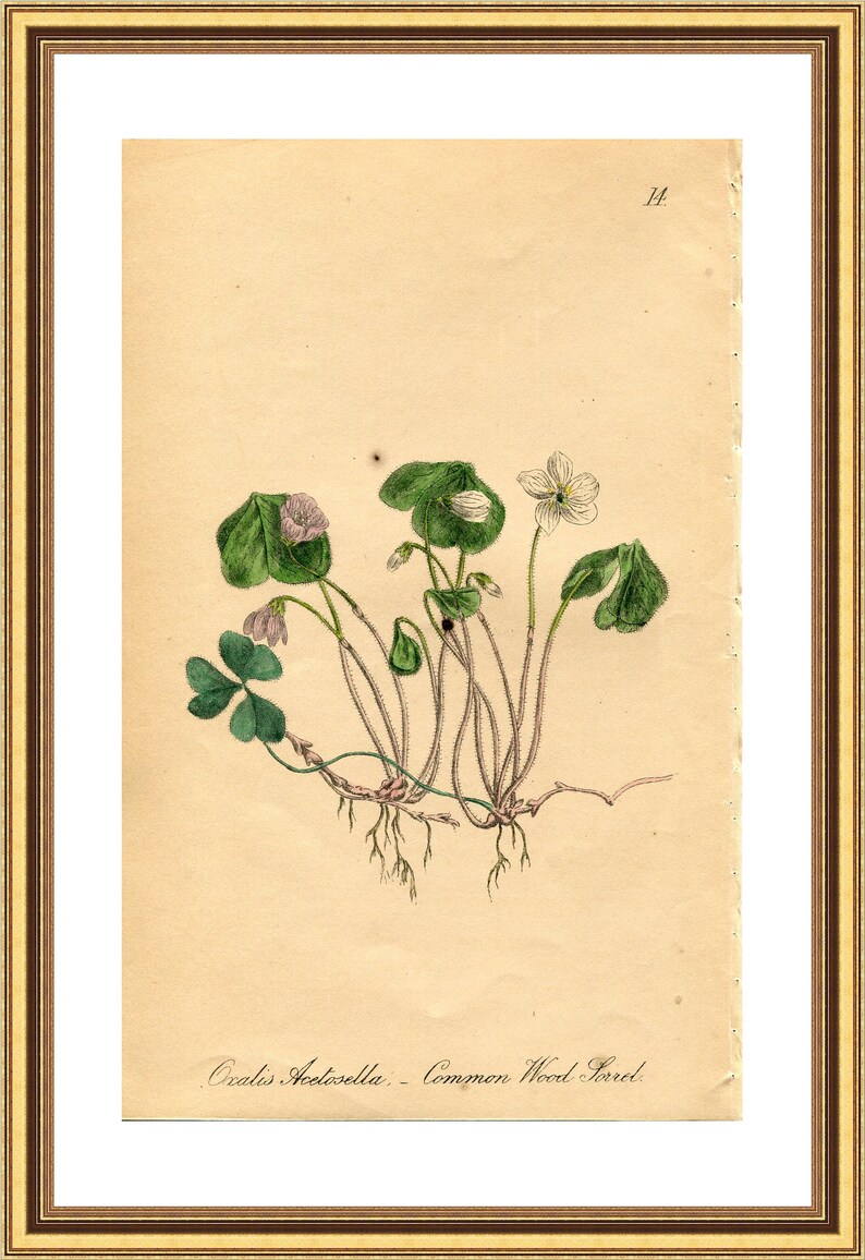 Antique Botanical Print of Wood Sorrel by Charlotte Gower 1863 Victorian flower print Oxalis acetosella Vintage botanical print 14 image 4