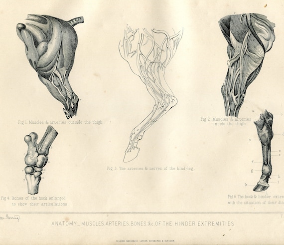 How to Study Horses and Their Skeletal and Muscular Makeup?