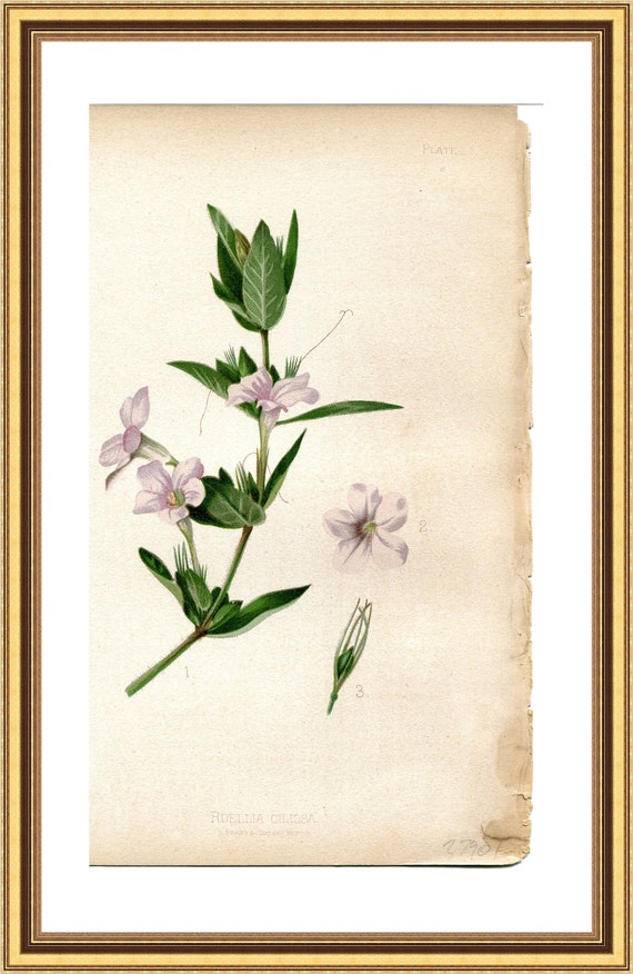 希少な花シリーズの アンティーク版画 希少】初版 Flower 希少な花シリーズの アンティーク版画 希少】初版 Flower