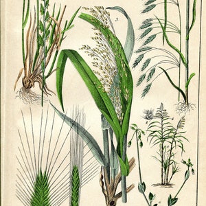 von Schubert print   Original Vintage Botanical Lithograph   Botanical Art   Botanical Print   Graminae   1876   Antique Botanical Print   6