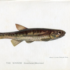Antiker Minnow Fisch Druck von Sir Herbert Maxwell 1904 1st Edition Vintage Minnow print Original vintage Minnow Lithographie