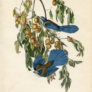 Audubon   Birds of America   1949   Florida Jay   Vintage Audubon print   Vintage ornithological Illustration - Vintage Bird Illustration -4