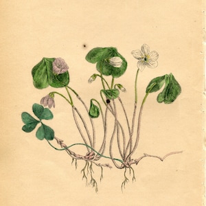 Antique Botanical Print of Wood Sorrel by Charlotte Gower 1863 Victorian flower print Oxalis acetosella Vintage botanical print 14 image 1