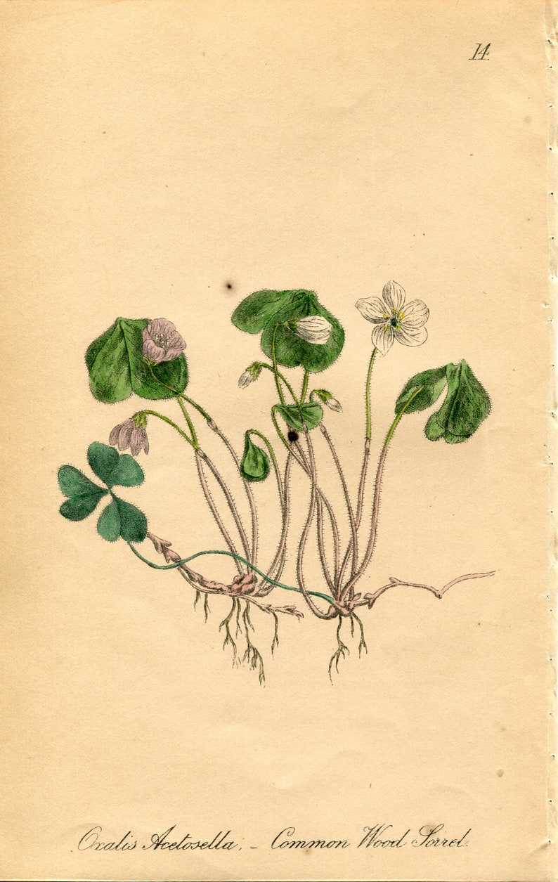 Antique Botanical Print of Wood Sorrel by Charlotte Gower 1863 Victorian flower print Oxalis acetosella Vintage botanical print 14 image 1