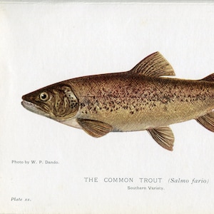 Antique fish print   Trout   Vintage fish art   Maxwell Fish   1904   Fish bookplate   natural history   freshwater fish   20