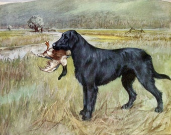 Retriever by Vernon Stokes Original Vintage Dog Print from 1906 Signed 1st Edition   Sporting Dog Print   Working Dog Print   14