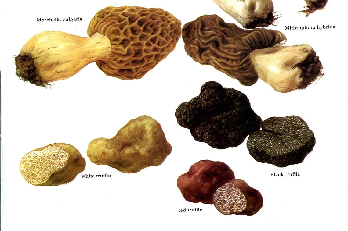 Morel Truffle 1975 Vintage Botanical Print by Marilena Pistoia Etsy