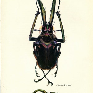 Vintage Insect Print, Beetle Print, Vladimir Bohac, Bug Print, Entomology Print, Bohac Print, Frameable Art, Chiasognathus granti