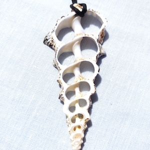 May include: A natural seashell pendant with a black cord. The pendant is a cream color with brown and tan markings. The shell has a unique, open design with multiple holes and a spiral shape, perfect for beach-themed jewelry.
