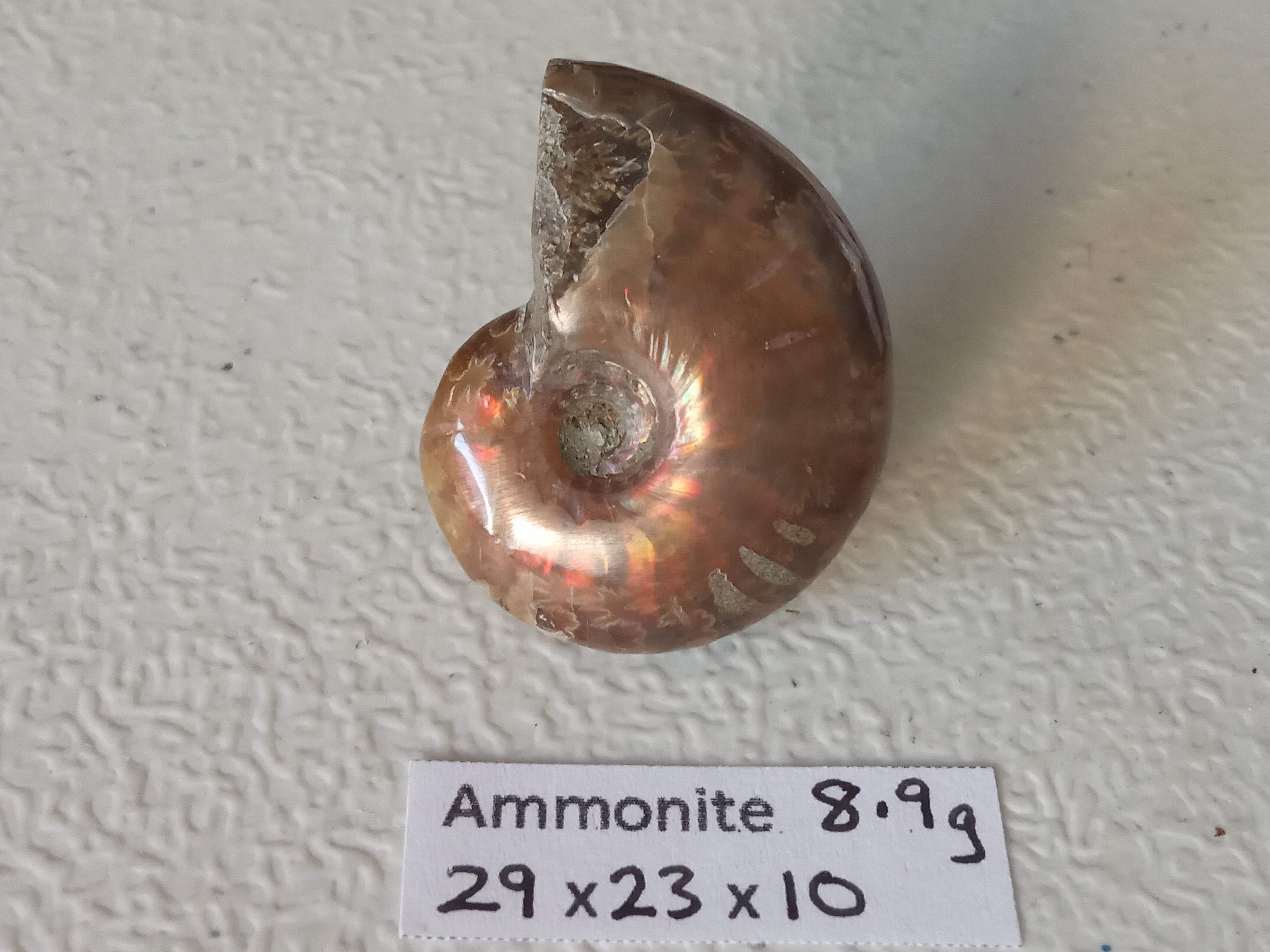 Madagascar Natural Iridescent Ammonite Facet Specimen Mineral Fossil Collectible