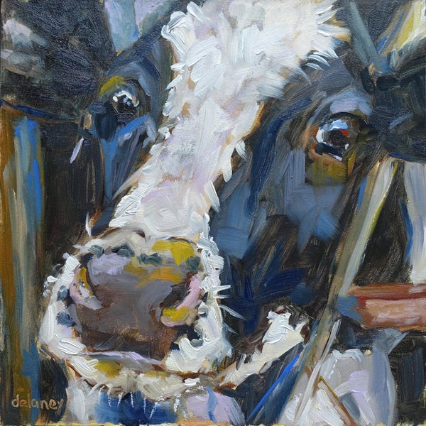 Cow 198 THELMA a.k.a. THE THINKER small original cow oil painting by Jean Delaney size 6 x 6 inch on 1/8th inch thick gesso board