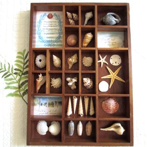 Könnte beinhalten: Eine Holzvitrine gefüllt mit verschiedenen Muscheln, Seesternen und dekorativen Karten. Die Muscheln variieren in Größe, Form und Farbe, darunter Spiral-, Kegel- und runde Formen. Die Karten zeigen inspirierende Zitate und Küstenmotive. Die Vitrine hat eine warme braune Farbe.