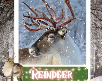 A Channeled Message from the Reindeer Animal Spirit Guide Reading 4-5 paragraphs
