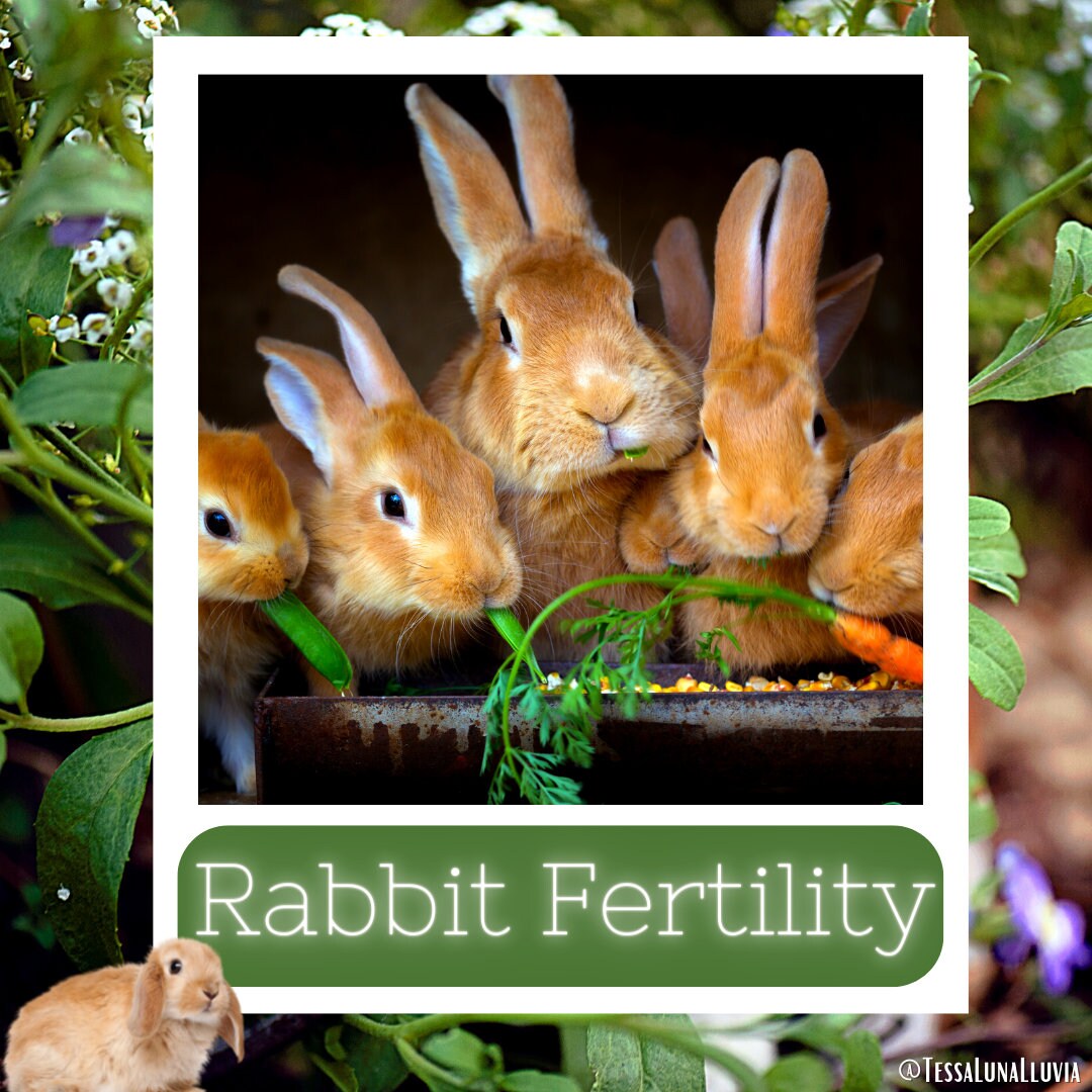 A Channeled Message From the Rabbit [fertility & Abundance] Animal ...