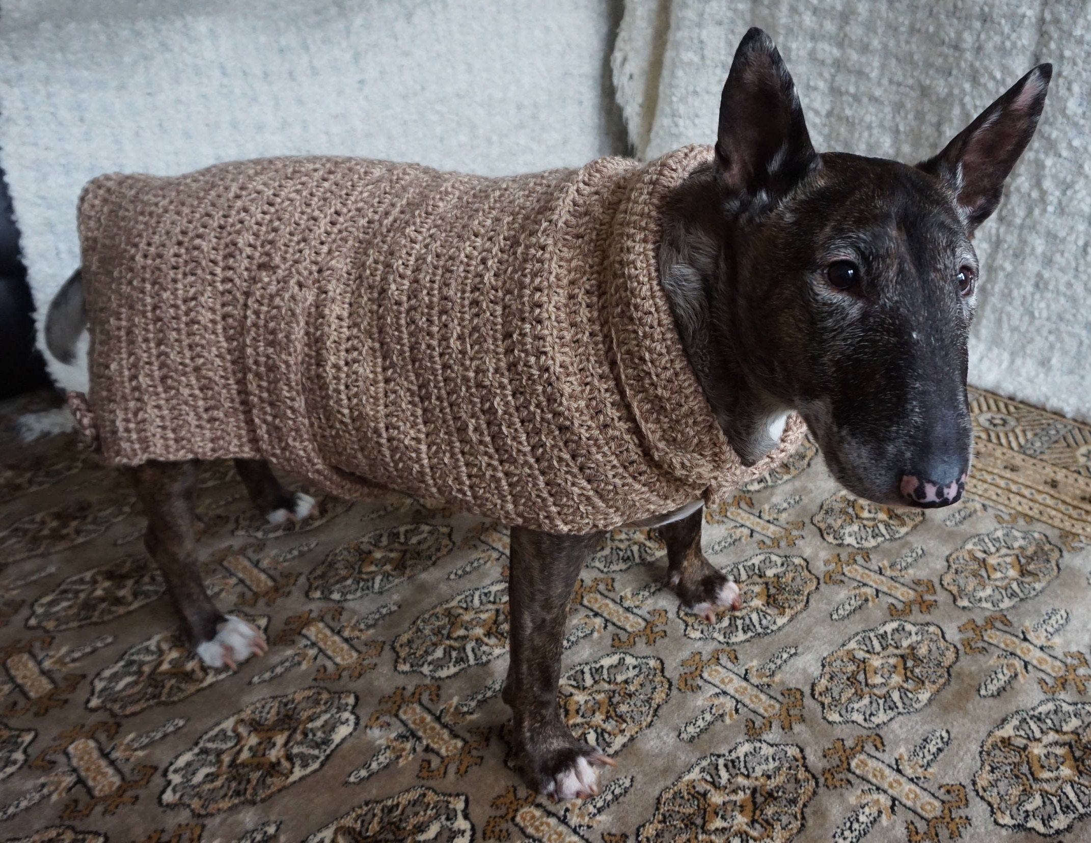 Crochet Dog Coat all sizes catered for dog coat wool dog Etsy