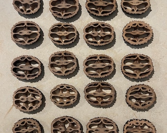 20 Walnut Shell Slices