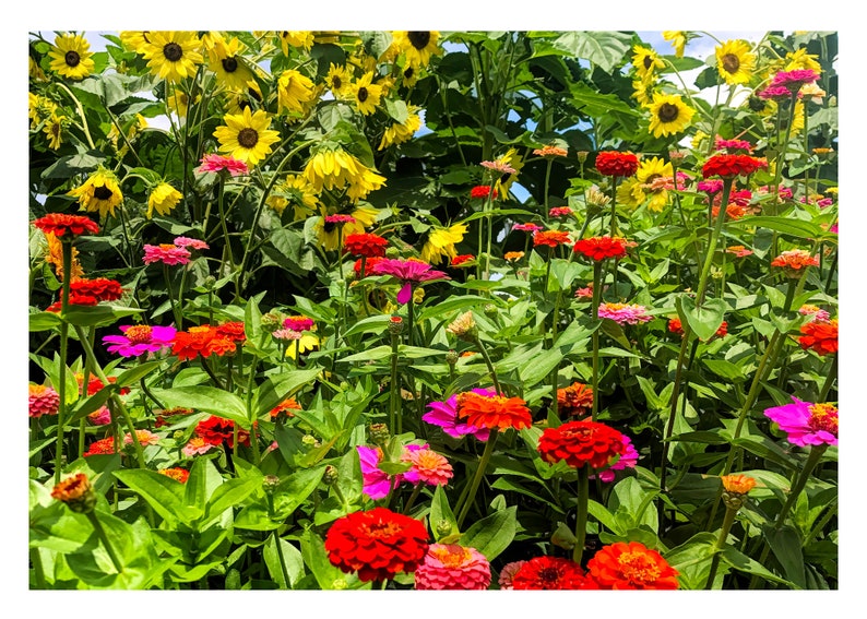 Flower Photo Art Cards Handmade, Zinnia Sunflower Garden Photography Cards,, 5x7 Floral Print, Nature Blank Greeting Cards with Envelopes image 8