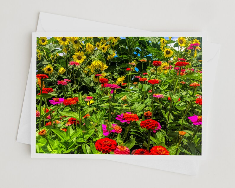 Flower Photo Art Cards Handmade, Zinnia Sunflower Garden Photography Cards,, 5x7 Floral Print, Nature Blank Greeting Cards with Envelopes image 5