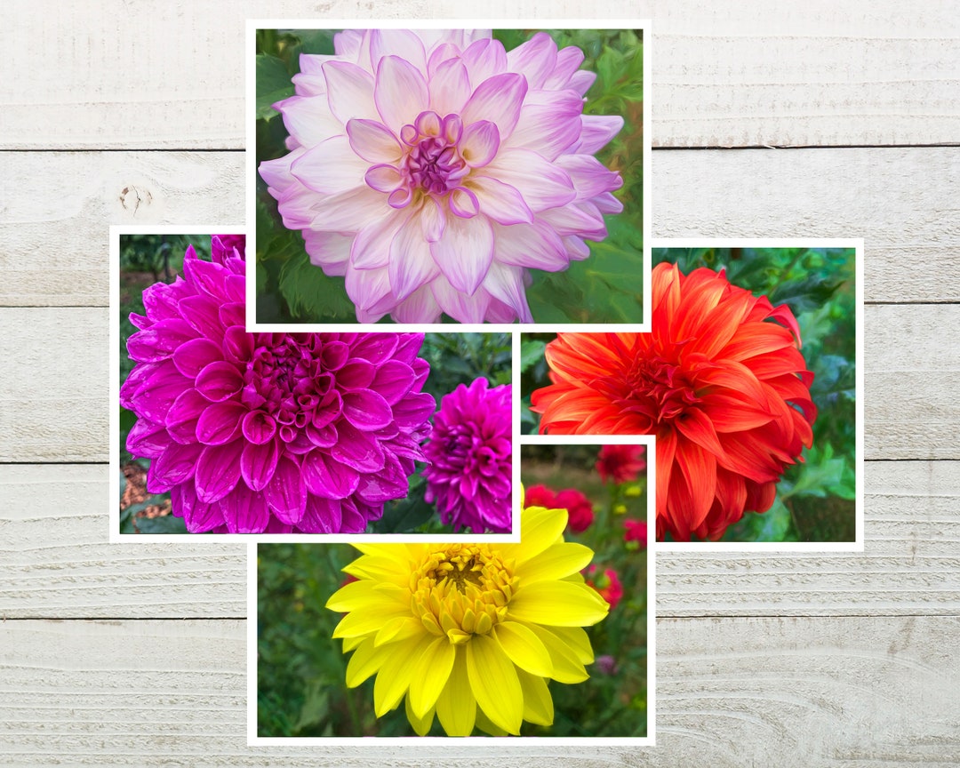 Dahlia Flower Photo Art Note Cards Handmade, Assorted Cards With ...