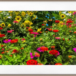 Flower Photo Art Cards Handmade, Zinnia Sunflower Garden Photography Cards,, 5x7 Floral Print, Nature Blank Greeting Cards with Envelopes image 9